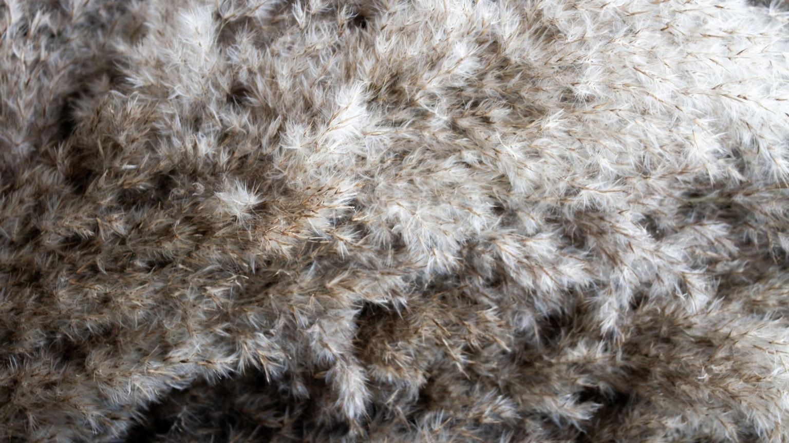 Fluffy plant material in Lucie Kordacova's studio.